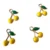 Cerises jaunes